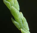 [photo of leaves]