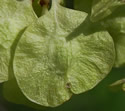 [photo of fruit]