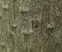 [photo of bark and trunks]