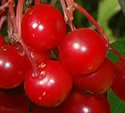 [photo of fruit]