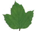 [scan of leaves]