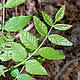 [photo of Prickly Ash]