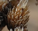 [photo of seed heads]