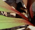 [photo of leaves]