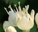 [photo of flowers]