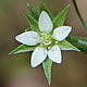 [photo of Thyme-leaved Sandwort]