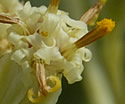 [photo of flowers]