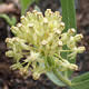 [photo of Woolly Milkweed]