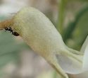 [photo of calyx and flower stalk]