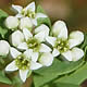 [photo of Bastard Toadflax]