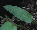 [photo of basal leaves]