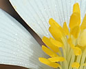 [photo of flower]