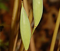 [photo of fruit]