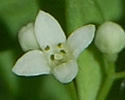 [photo of flowers]