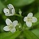 [photo of Bluntleaf Bedstraw]