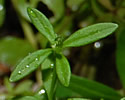 [photo of leaves]