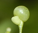[photo of fruit]