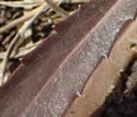 [photo of basal leaves]