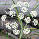 [photo of Bulb-bearing Water Hemlock]