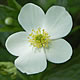 [photo of Canada Anemone]