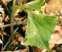  [photo of stem leaves]