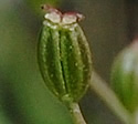 [photo of fruit]