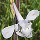 [photo of Carolina Larkspur]