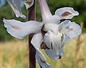 [photo of flowers]