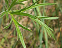 [photo of leaves]