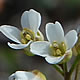 [photo of Carolina Whitlow Grass]