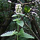 [photo of Catnip]