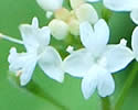 [photo of flowers]