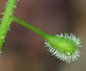[photo of developing fruit]