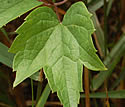 [photo of leaves]