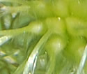 [photo of developing fruit]