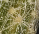 [photo of stem hairs]