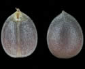 [photo of seeds]