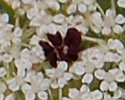 [photo of flowers]