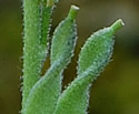 [photo of fruit]