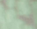 [photo of leaves]