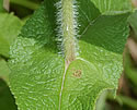 [photo of leaves]