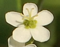 [photo of flowers]