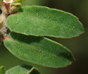 [photo of leaves]