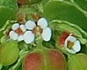 [photo of flowers]