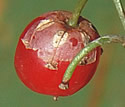 [photo of fruit]