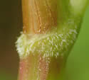 [photo of ocrea and stem]