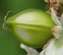 [photo of developing fruit]