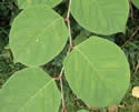 [photo of leaves]