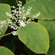 [photo of Bohemian Knotweed]
