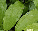 [photo of leaves]